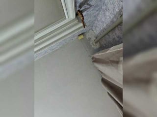 Webcam Belle - anomaly2026