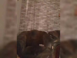 Webcam Belle - cerdayaz russian cam girl fingers her hot shaved pussy online